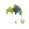 Loew Vineyards business logo