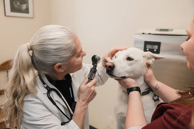 Arnold Veterinary Hospital