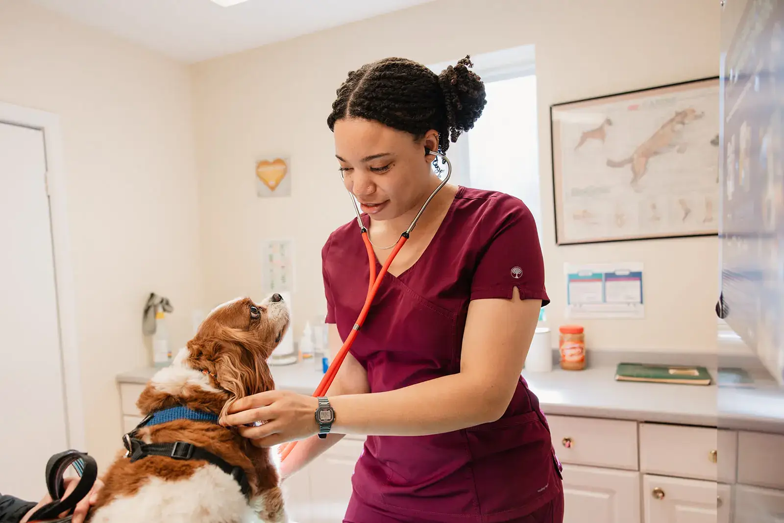 Arnold Veterinary Hospital